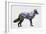 Rocky Mountain Grey Wolf-Davies Babies-Framed Art Print