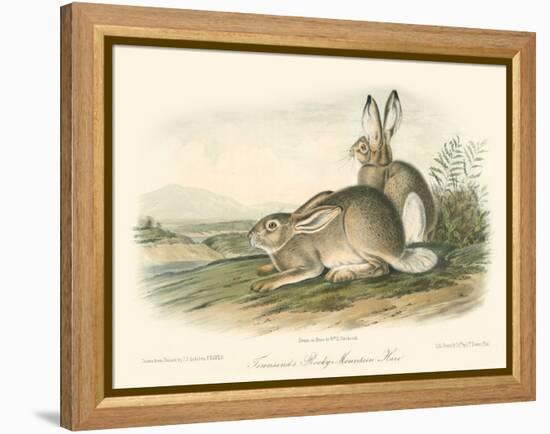 Rocky Mountain Hare-John James Audubon-Framed Stretched Canvas