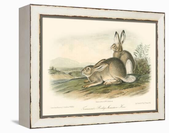 Rocky Mountain Hare-John James Audubon-Framed Stretched Canvas