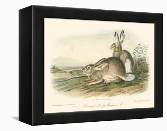 Rocky Mountain Hare-John James Audubon-Framed Stretched Canvas