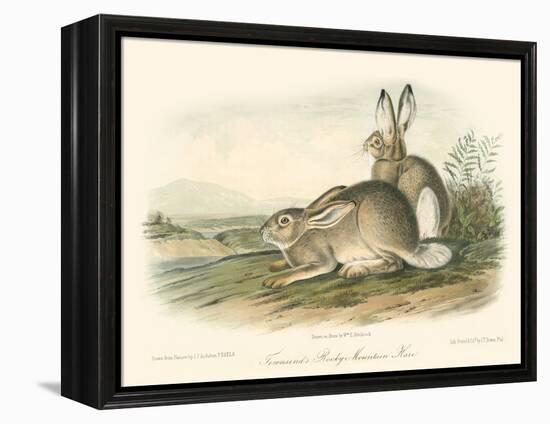 Rocky Mountain Hare-John James Audubon-Framed Stretched Canvas