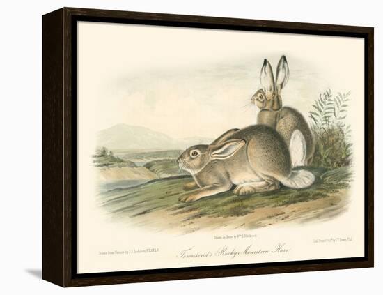 Rocky Mountain Hare-John James Audubon-Framed Stretched Canvas