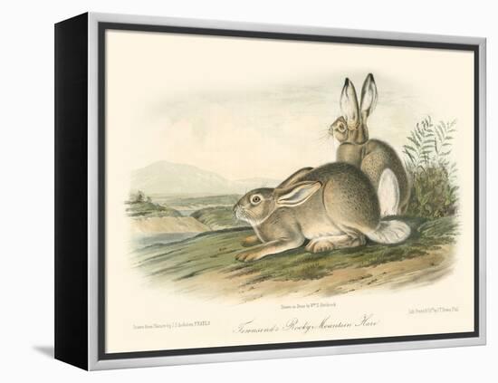 Rocky Mountain Hare-John James Audubon-Framed Stretched Canvas