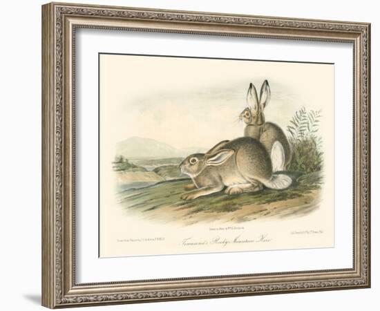 Rocky Mountain Hare-John James Audubon-Framed Art Print