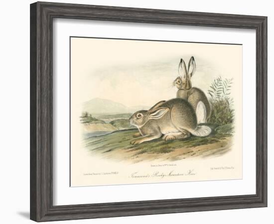 Rocky Mountain Hare-John James Audubon-Framed Art Print