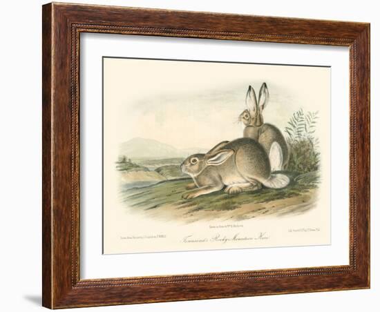 Rocky Mountain Hare-John James Audubon-Framed Art Print