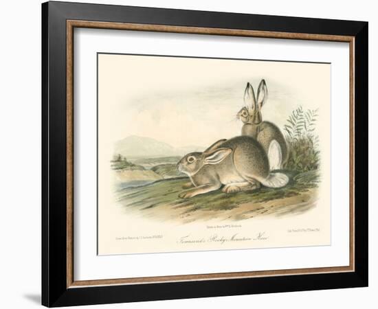 Rocky Mountain Hare-John James Audubon-Framed Art Print