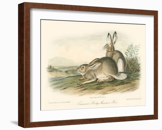 Rocky Mountain Hare-John James Audubon-Framed Art Print