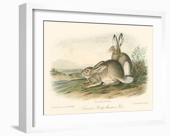 Rocky Mountain Hare-John James Audubon-Framed Art Print