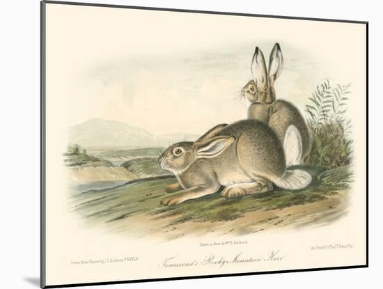 Rocky Mountain Hare-John James Audubon-Mounted Art Print