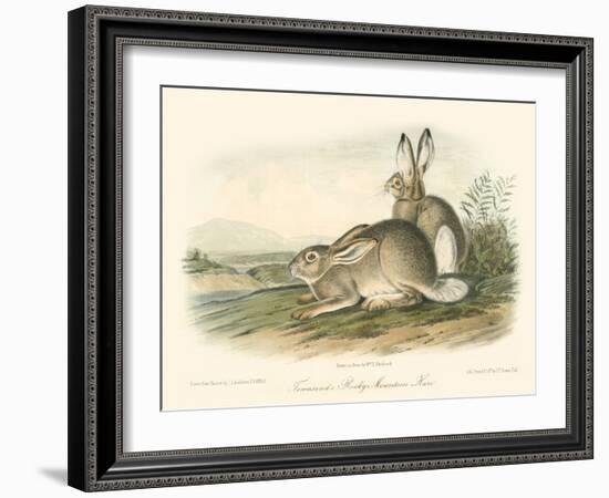 Rocky Mountain Hare-John James Audubon-Framed Art Print