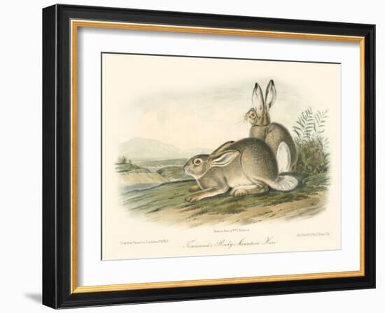 Rocky Mountain Hare-John James Audubon-Framed Art Print