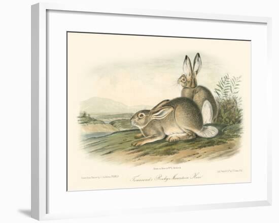 Rocky Mountain Hare-John James Audubon-Framed Art Print