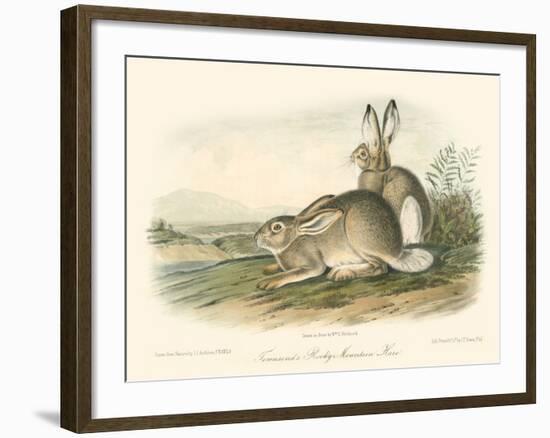 Rocky Mountain Hare-John James Audubon-Framed Art Print