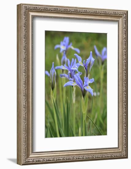 Rocky Mountain Iris, Valle Vidal, Lookout Canyon, Carson National Forest, New Mexico-Maresa Pryor-Framed Photographic Print