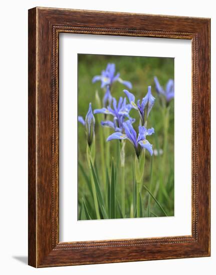 Rocky Mountain Iris, Valle Vidal, Lookout Canyon, Carson National Forest, New Mexico-Maresa Pryor-Framed Photographic Print