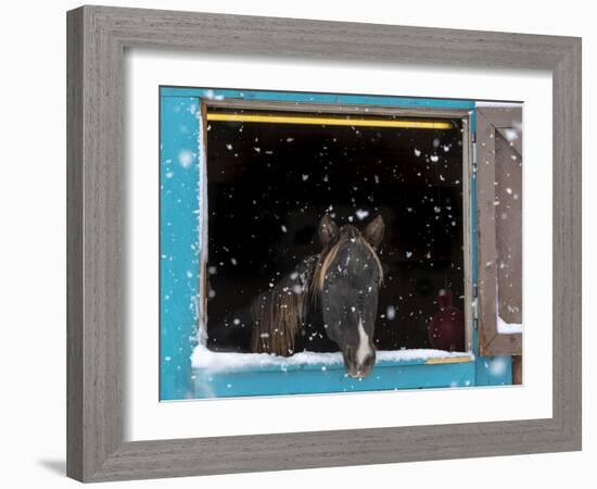 Rocky mountain looking out of stall during snow storm, New Mexico-Maresa Pryor-Framed Photographic Print