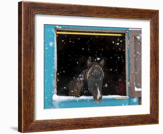 Rocky mountain looking out of stall during snow storm, New Mexico-Maresa Pryor-Framed Photographic Print