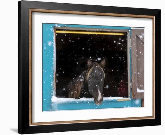 Rocky mountain looking out of stall during snow storm, New Mexico-Maresa Pryor-Framed Photographic Print