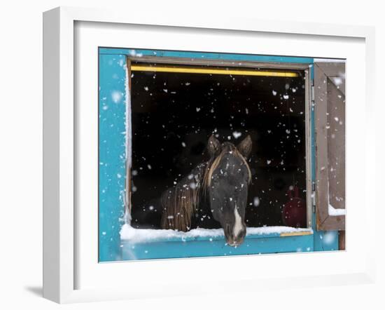 Rocky mountain looking out of stall during snow storm, New Mexico-Maresa Pryor-Framed Photographic Print