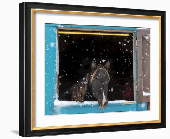 Rocky mountain looking out of stall during snow storm, New Mexico-Maresa Pryor-Framed Photographic Print