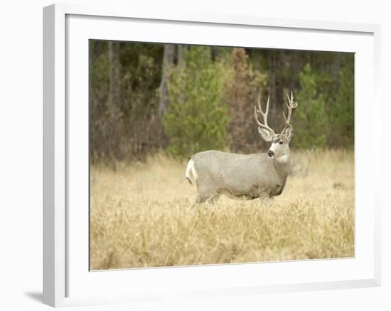 Rocky Mountain Mule Deer Buck on a Rainy Fall Day, Odocoileus Hemionus, Wyoming, Wild-Maresa Pryor-Framed Photographic Print