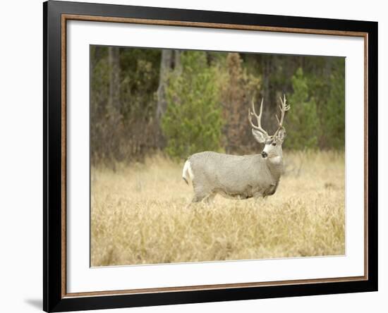 Rocky Mountain Mule Deer Buck on a Rainy Fall Day, Odocoileus Hemionus, Wyoming, Wild-Maresa Pryor-Framed Photographic Print