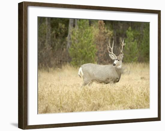 Rocky Mountain Mule Deer Buck on a Rainy Fall Day, Odocoileus Hemionus, Wyoming, Wild-Maresa Pryor-Framed Photographic Print