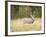 Rocky Mountain Mule Deer Buck on a Rainy Fall Day, Odocoileus Hemionus, Wyoming, Wild-Maresa Pryor-Framed Photographic Print