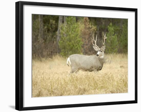 Rocky Mountain Mule Deer Buck on a Rainy Fall Day, Odocoileus Hemionus, Wyoming, Wild-Maresa Pryor-Framed Photographic Print