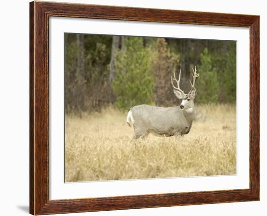 Rocky Mountain Mule Deer Buck on a Rainy Fall Day, Odocoileus Hemionus, Wyoming, Wild-Maresa Pryor-Framed Photographic Print