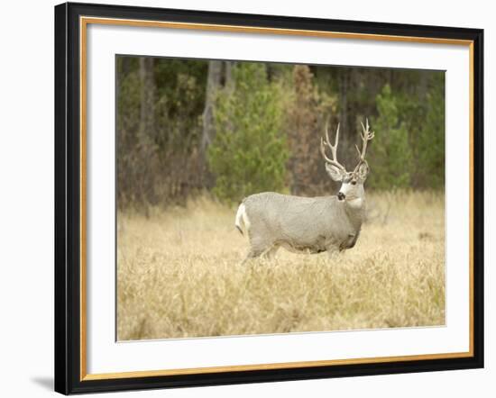 Rocky Mountain Mule Deer Buck on a Rainy Fall Day, Odocoileus Hemionus, Wyoming, Wild-Maresa Pryor-Framed Photographic Print