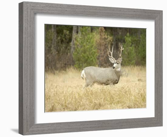 Rocky Mountain Mule Deer Buck on a Rainy Fall Day, Odocoileus Hemionus, Wyoming, Wild-Maresa Pryor-Framed Photographic Print