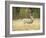 Rocky Mountain Mule Deer Buck on a Rainy Fall Day, Odocoileus Hemionus, Wyoming, Wild-Maresa Pryor-Framed Photographic Print