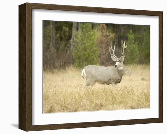 Rocky Mountain Mule Deer Buck on a Rainy Fall Day, Odocoileus Hemionus, Wyoming, Wild-Maresa Pryor-Framed Photographic Print