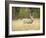 Rocky Mountain Mule Deer Buck on a Rainy Fall Day, Odocoileus Hemionus, Wyoming, Wild-Maresa Pryor-Framed Photographic Print