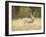 Rocky Mountain Mule Deer Buck on a Rainy Fall Day, Odocoileus Hemionus, Wyoming, Wild-Maresa Pryor-Framed Photographic Print