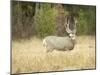 Rocky Mountain Mule Deer Buck on a Rainy Fall Day, Odocoileus Hemionus, Wyoming, Wild-Maresa Pryor-Mounted Photographic Print