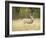 Rocky Mountain Mule Deer Buck on a Rainy Fall Day, Odocoileus Hemionus, Wyoming, Wild-Maresa Pryor-Framed Photographic Print