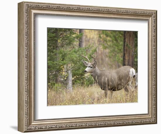 Rocky mountain mule deer buck, Signal Mountain, Grand Tetons National Park, Wyoming, USA-Maresa Pryor-Framed Photographic Print