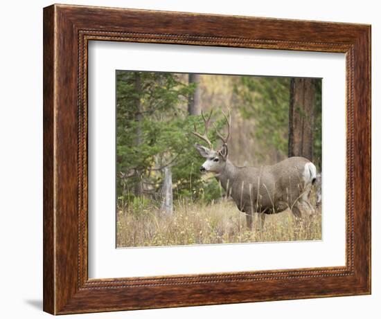 Rocky mountain mule deer buck, Signal Mountain, Grand Tetons National Park, Wyoming, USA-Maresa Pryor-Framed Photographic Print