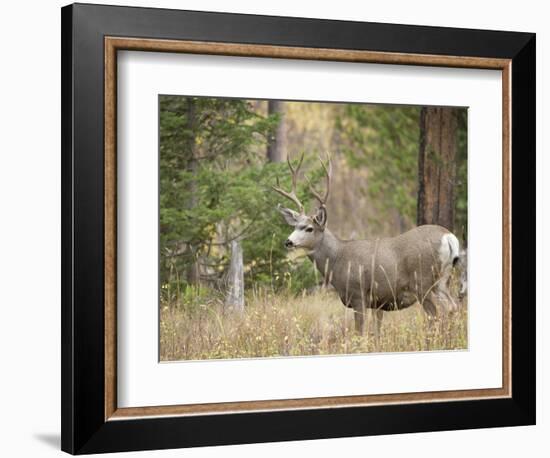 Rocky mountain mule deer buck, Signal Mountain, Grand Tetons National Park, Wyoming, USA-Maresa Pryor-Framed Photographic Print