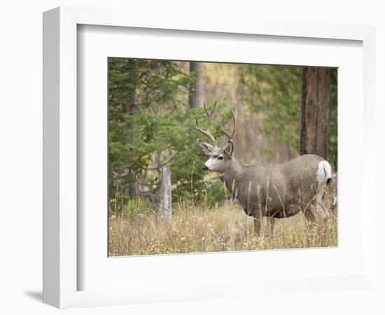 Rocky mountain mule deer buck, Signal Mountain, Grand Tetons National Park, Wyoming, USA-Maresa Pryor-Framed Photographic Print