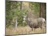 Rocky mountain mule deer buck, Signal Mountain, Grand Tetons National Park, Wyoming, USA-Maresa Pryor-Mounted Photographic Print
