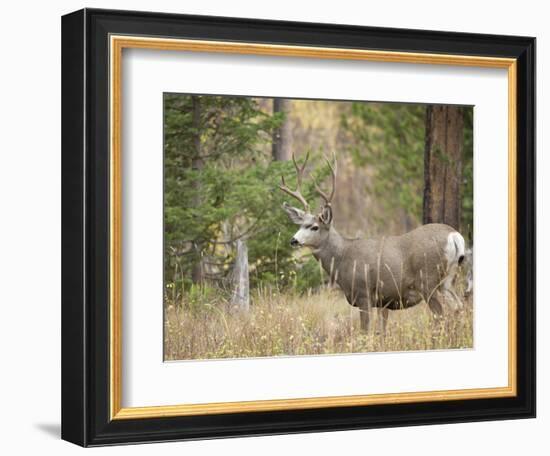 Rocky mountain mule deer buck, Signal Mountain, Grand Tetons National Park, Wyoming, USA-Maresa Pryor-Framed Photographic Print