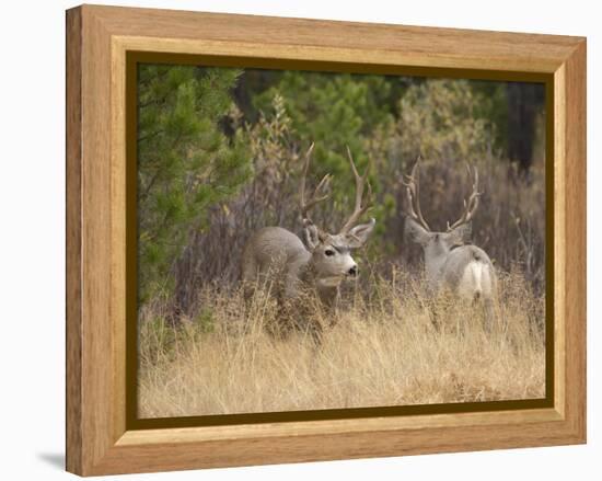 Rocky Mountain Mule Deer Bucks, Odocoileus Hemionus, Wyoming, Wild-Maresa Pryor-Framed Premier Image Canvas