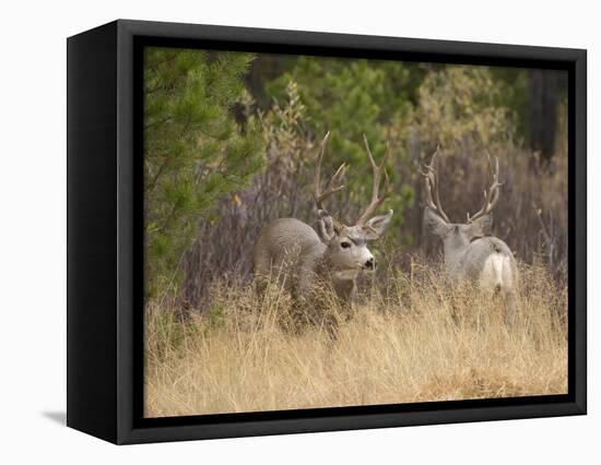 Rocky Mountain Mule Deer Bucks, Odocoileus Hemionus, Wyoming, Wild-Maresa Pryor-Framed Premier Image Canvas