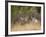 Rocky Mountain Mule Deer Bucks, Odocoileus Hemionus, Wyoming, Wild-Maresa Pryor-Framed Photographic Print