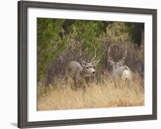 Rocky Mountain Mule Deer Bucks, Odocoileus Hemionus, Wyoming, Wild-Maresa Pryor-Framed Photographic Print
