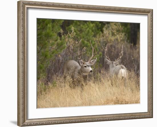 Rocky Mountain Mule Deer Bucks, Odocoileus Hemionus, Wyoming, Wild-Maresa Pryor-Framed Photographic Print